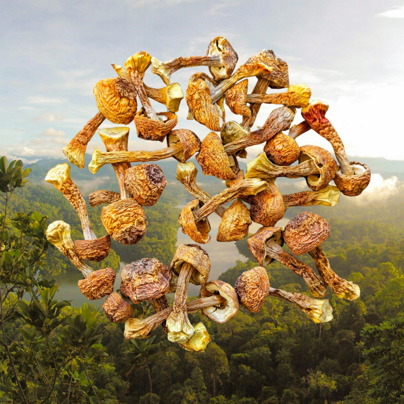 Агарік бразильський