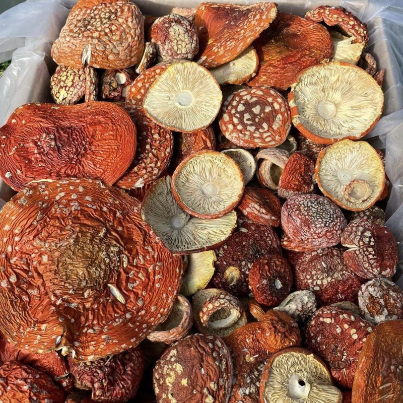 Червоний  Мухомор — відкриті 🍄