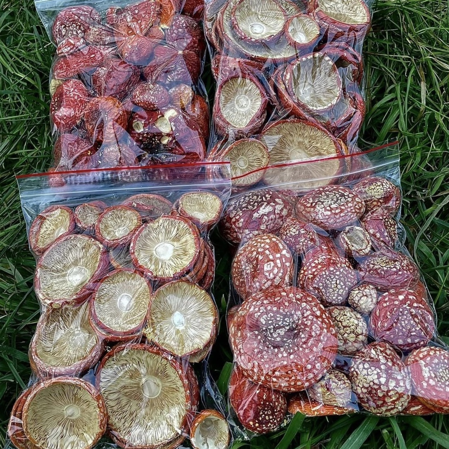 Червоний Мухомор — закриті 🍄