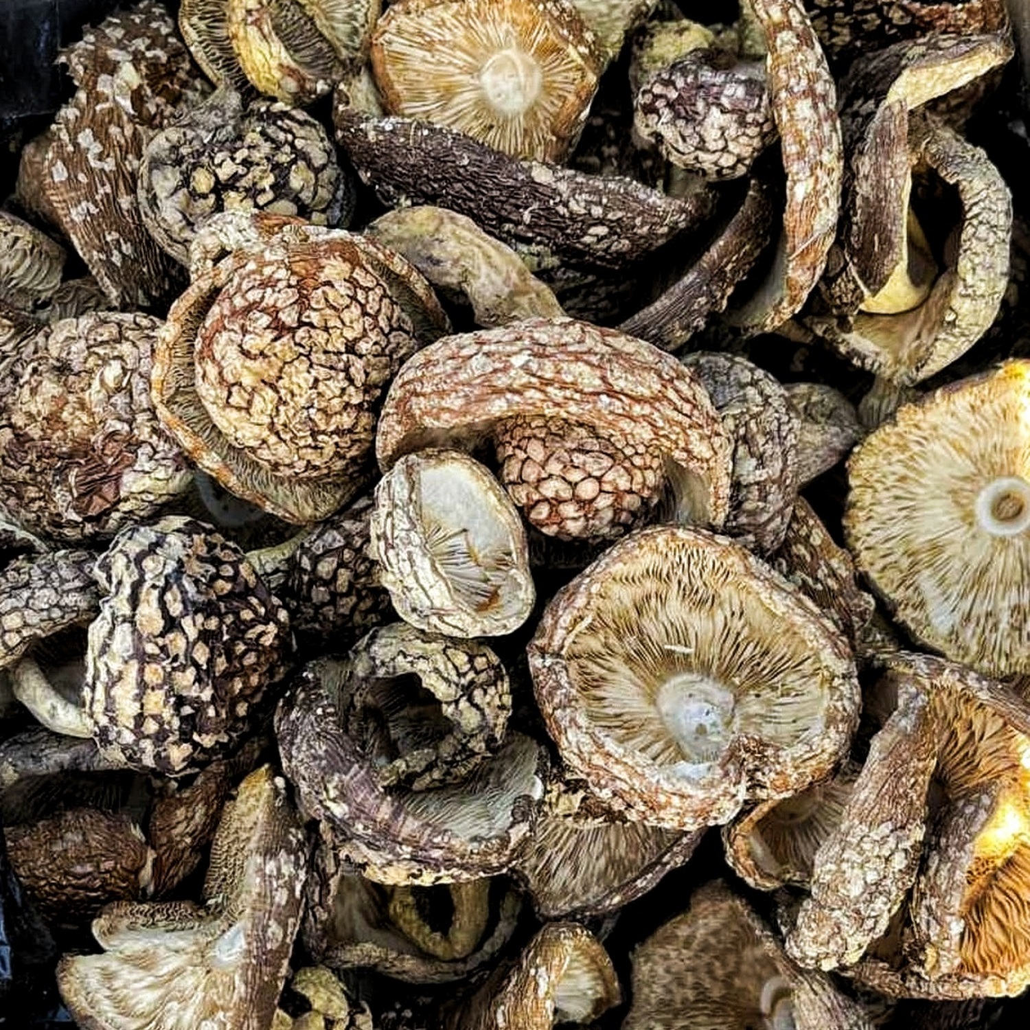 Королівський мухомор —...