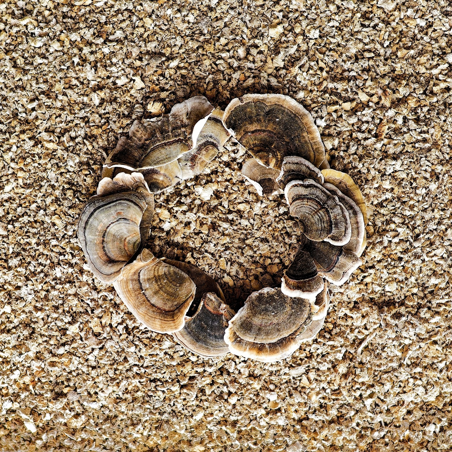 Траметес різнобарвний...