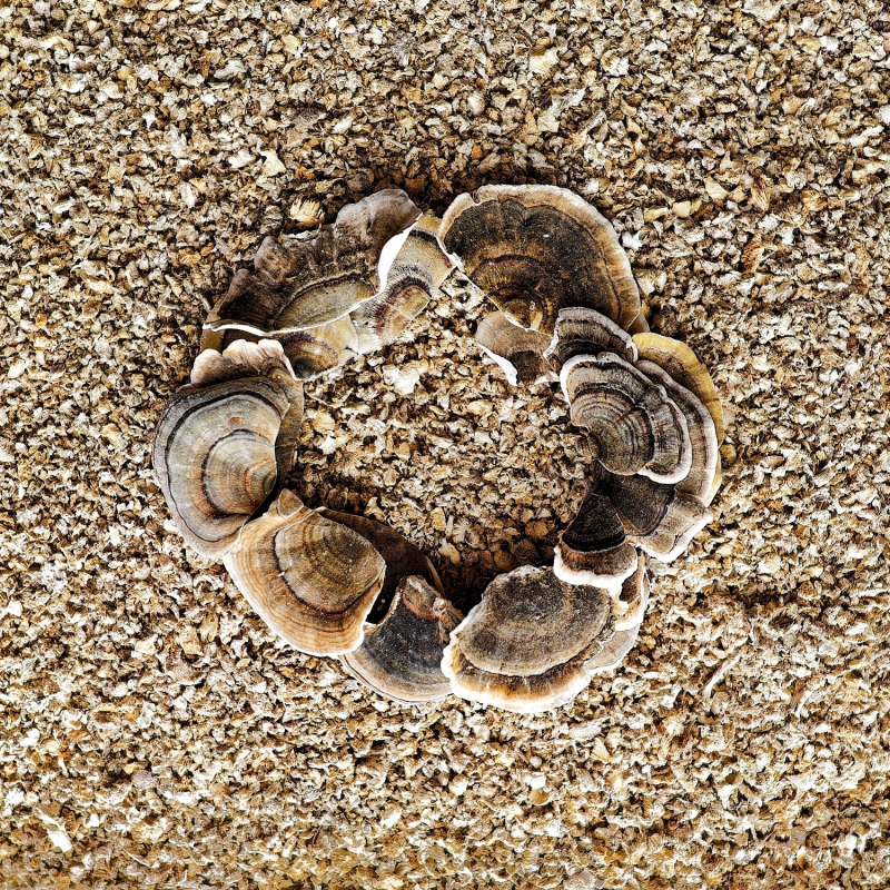 Траметес різнобарвний (мелений)