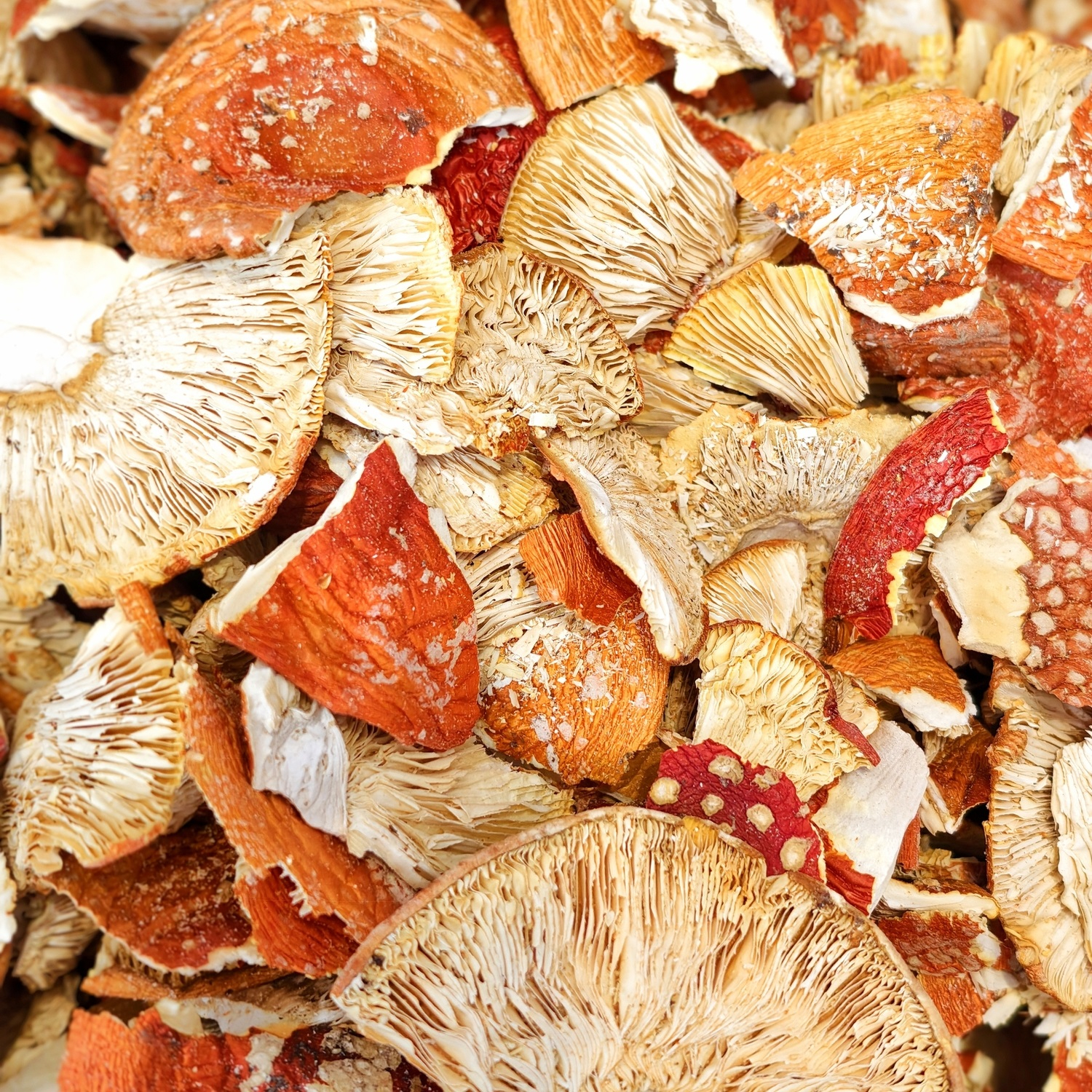 Червоний мухомор — 2 сорт 🍄