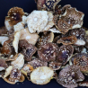 Королівський мухомор — відкриті 🍄