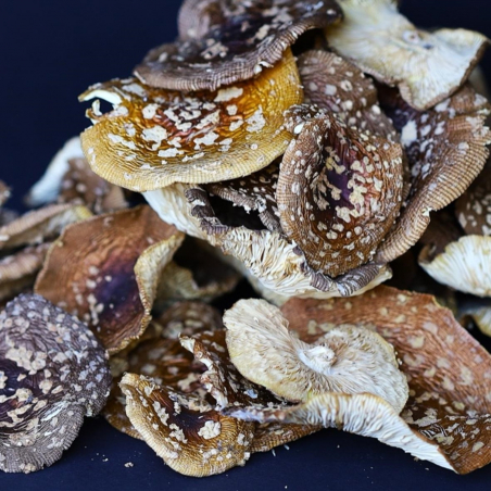 Королівський мухомор — відкриті 🍄