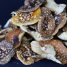 Королівський мухомор — відкриті 🍄