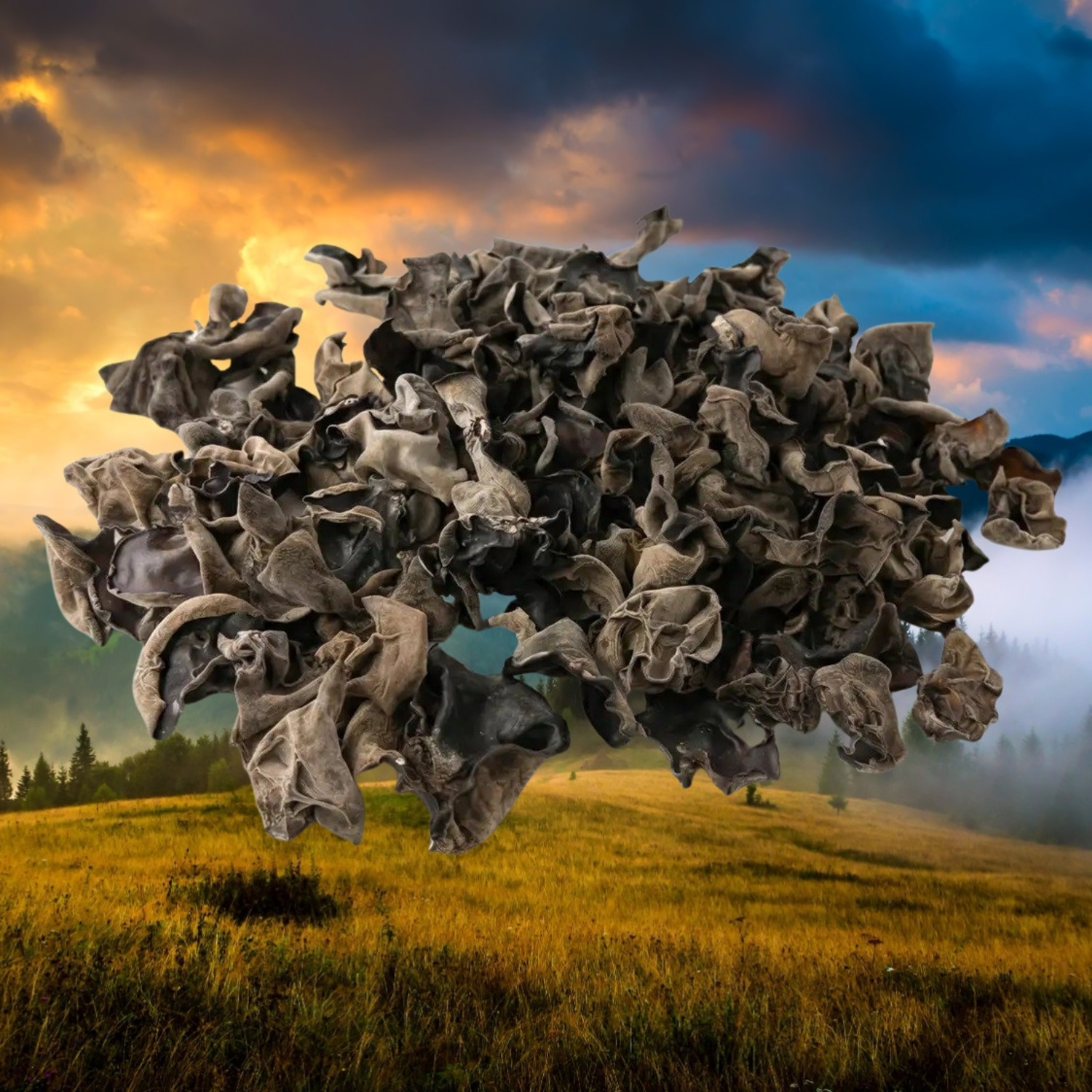 Аурикулярія (плодові тіла)